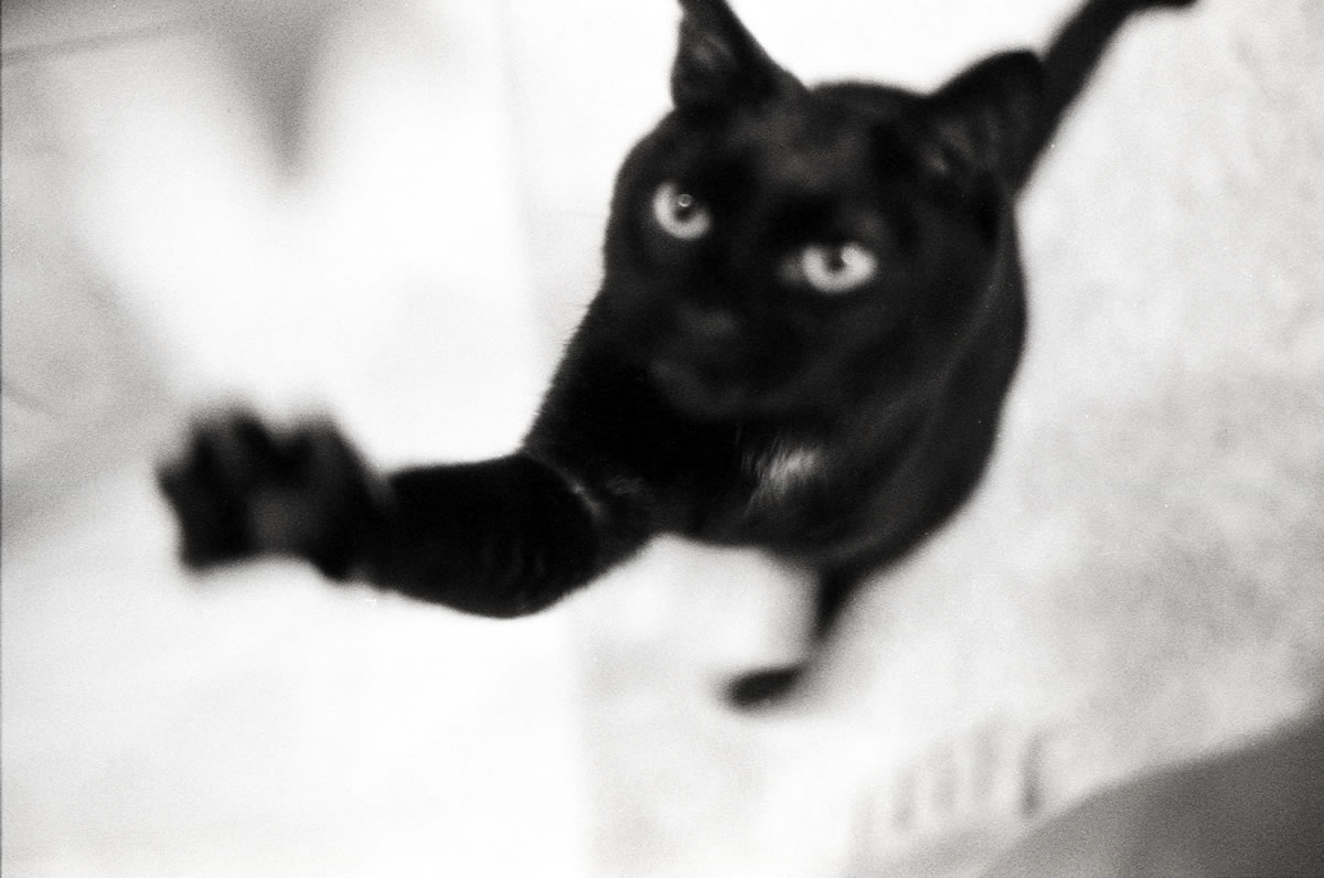 この大馬鹿野郎!|(仮)Nikon F3 Limited + AI Nikkor 35mm f/1.4S + Marix 400