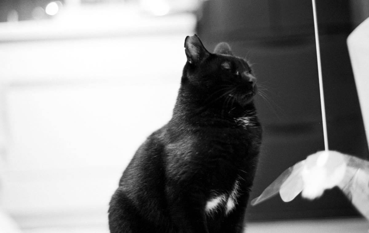 黒猫氏との2022年が楽しみ｜Leica M3 + C Sonnar T* 1.5/50 ZM + ILFORD HP5 PLUS