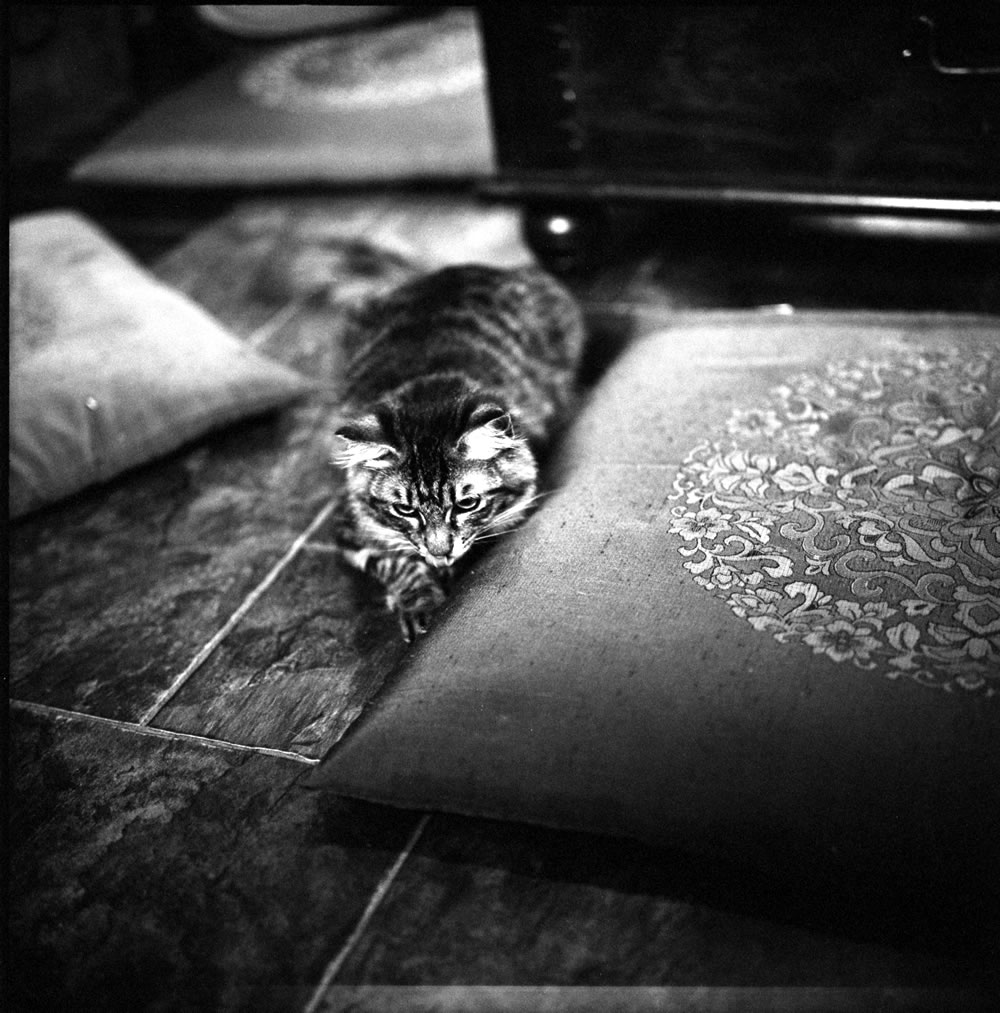 ゆっくりくつろぐ要にゃんこ亭の猫たち②｜ROLLEIFLEX 2.8F + ILFORD HP5 PLUS