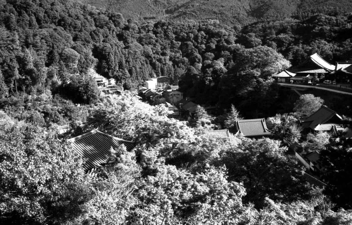 長谷寺の周囲を一望できる｜Leica M5 + Summaron 35mm F3.5 with goggles + Fomapan200 Creative