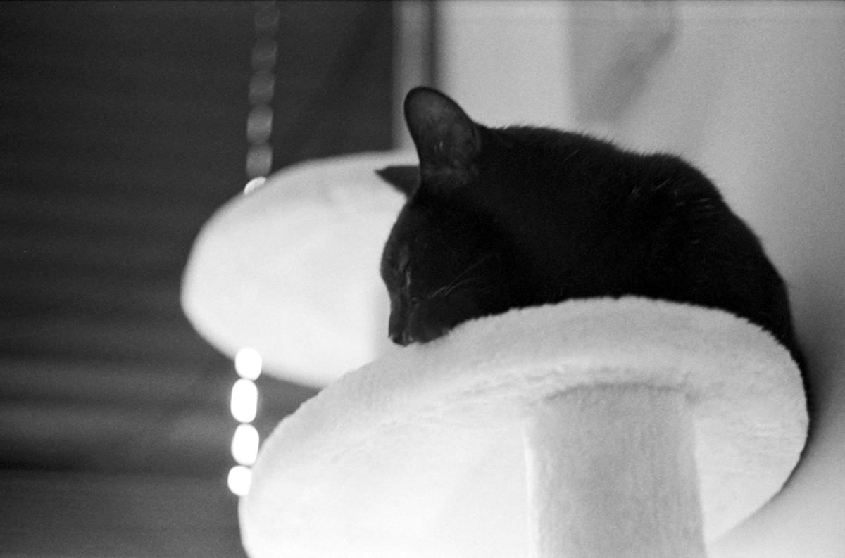 寝ちゃった猫｜Leica M3 + DR Summicron 1:2/50mm + ILFORD HP5 PLUS