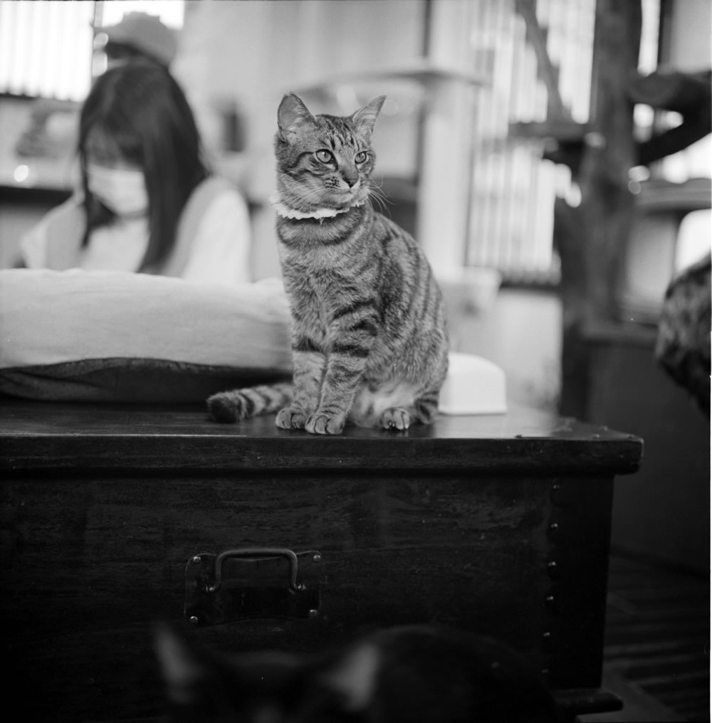 ゆっくりくつろぐ要にゃんこ亭の猫たち③｜ROLLEIFLEX 2.8F + ILFORD HP5 PLUS