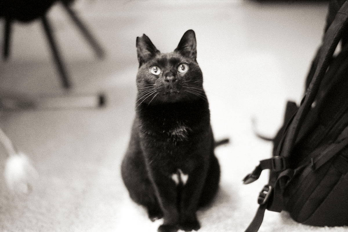 ピント合わせはなぜかF3より楽に感じます｜Leica M5 + SUMMILUX-M f1.4/50mm ASPH. + Marix 400