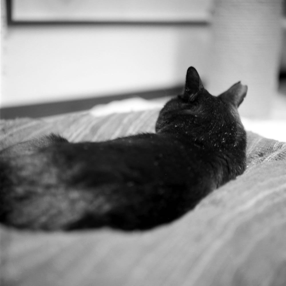 黒猫氏がいつまでも健やかで幸せでありますように｜ROLLEIFLEX 2.8F + Rolleinar 1 Bay III + Kentmere 400