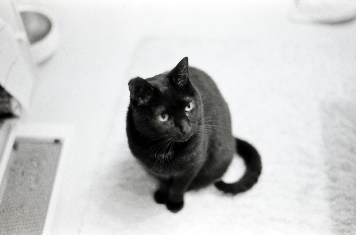 お? なんか冷えるな|Leica M5 + SUMMILUX-M f1.4/50mm ASPH. + Marix 400