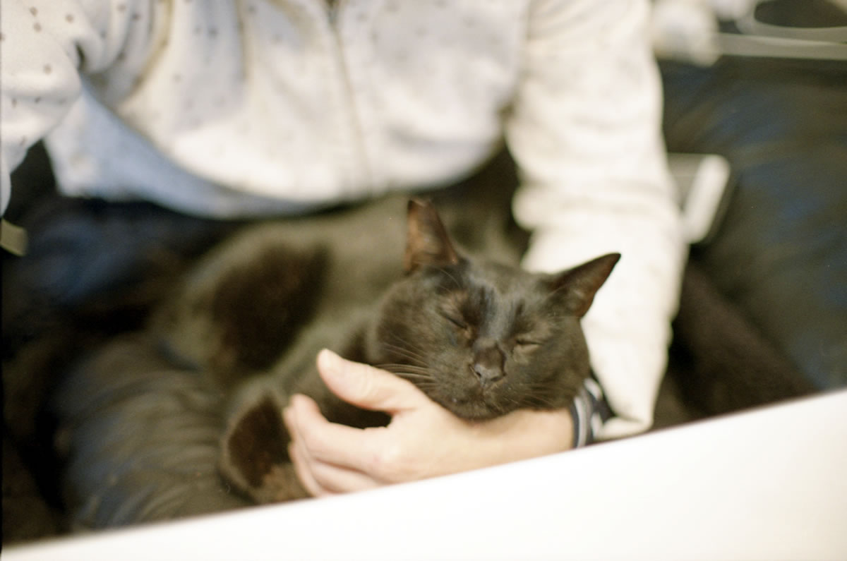 家人の膝の上でリラックスする黒猫氏｜Nikon F3 Limited + AI Nikkor 50mm f/1.2S + KODAK GOLD 200