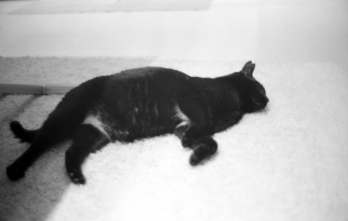 グデ黒猫｜Leica M5 + Summilux 35mm f1.4 + ILFORD HP5 PLUS