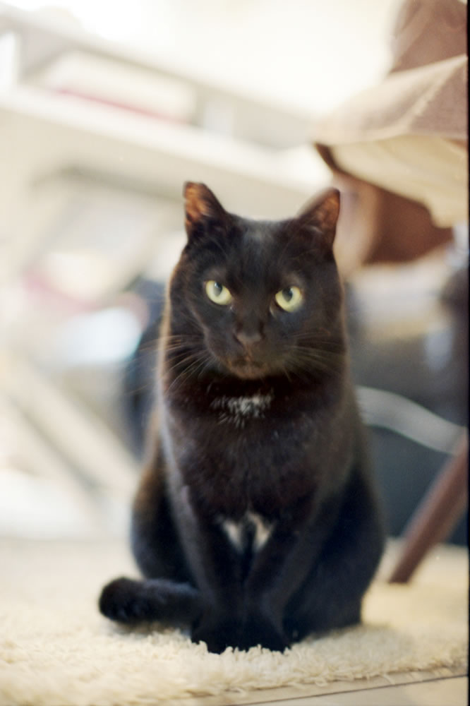 僕は黒猫氏にオス社会の厳しさを教えてやるのさ|Nikon F3 Limited + AI Nikkor 50mm f/1.2S + KODAK GOLD 200