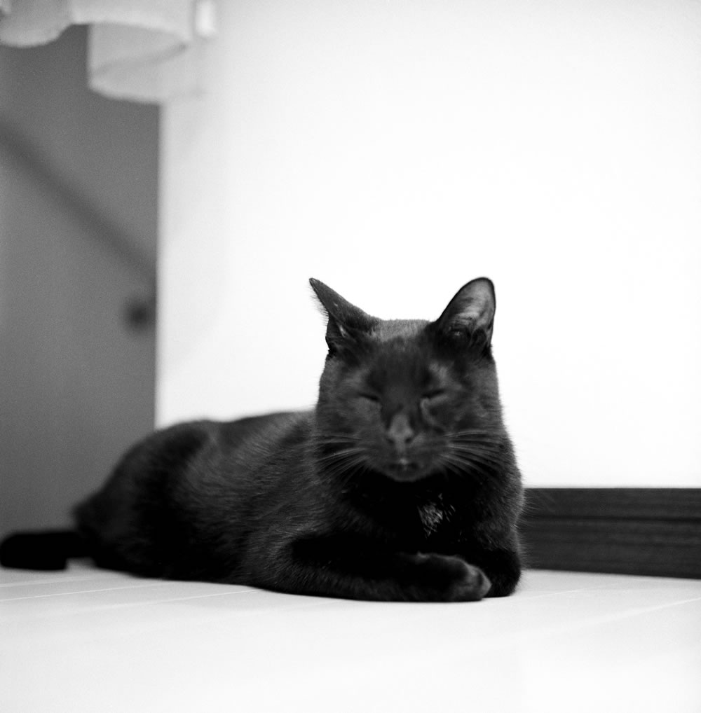 黒猫氏は今の暮らしに何を思う？｜ROLLEIFLEX 2.8F + ILFORD HP5 PLUS