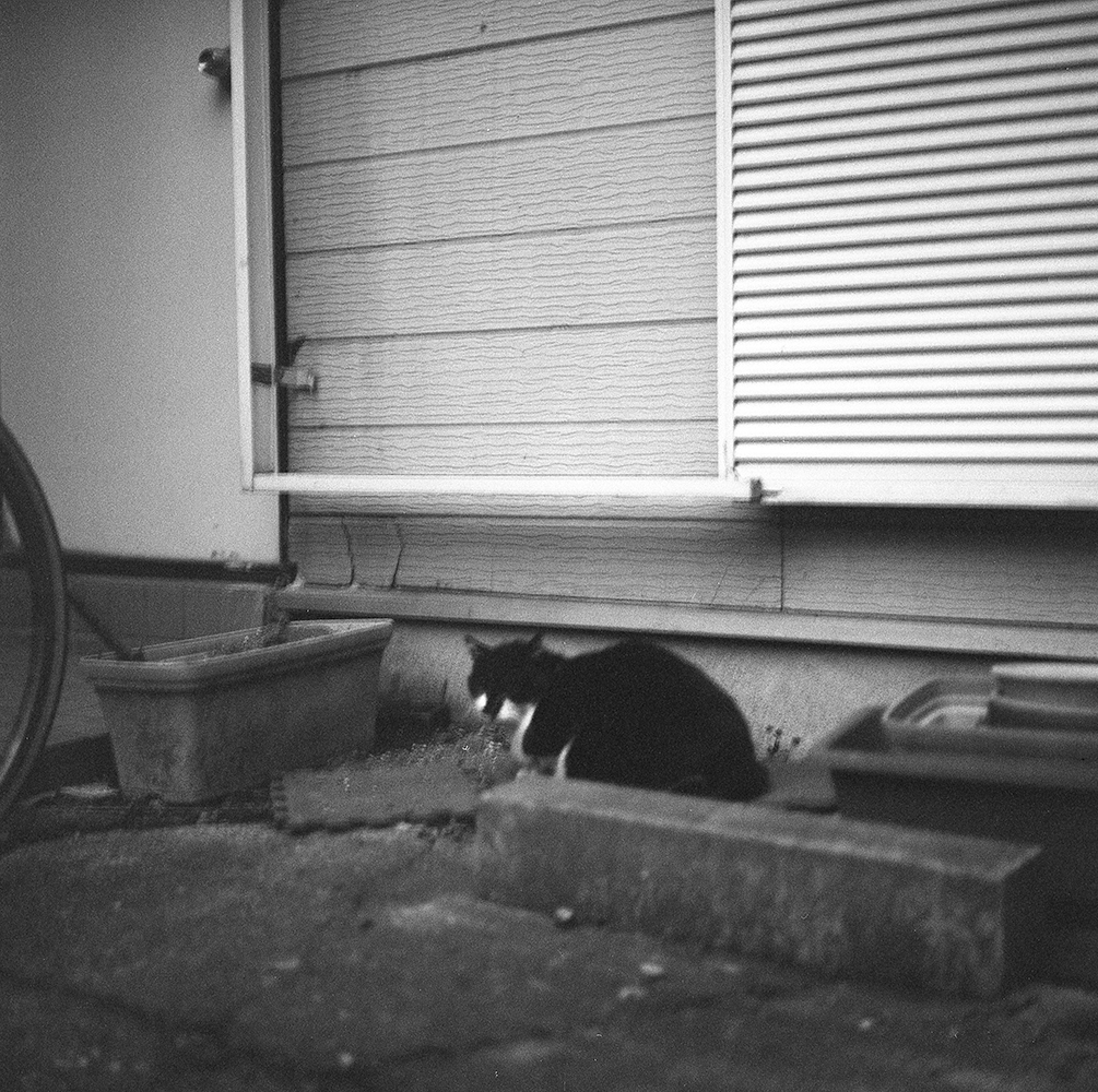 せっかくの猫が手振れしてしまった｜ROLLEIFLEX 2.8F + ARISTA EDU ULTRA 400