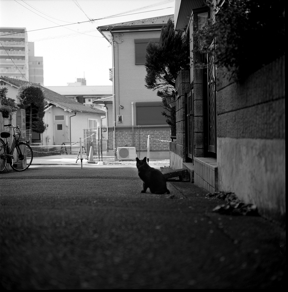 CatLABSで黒猫を上手に撮れるようになりたい！｜ROLLEIFLEX 2.8F + CatLABS X FILM 80