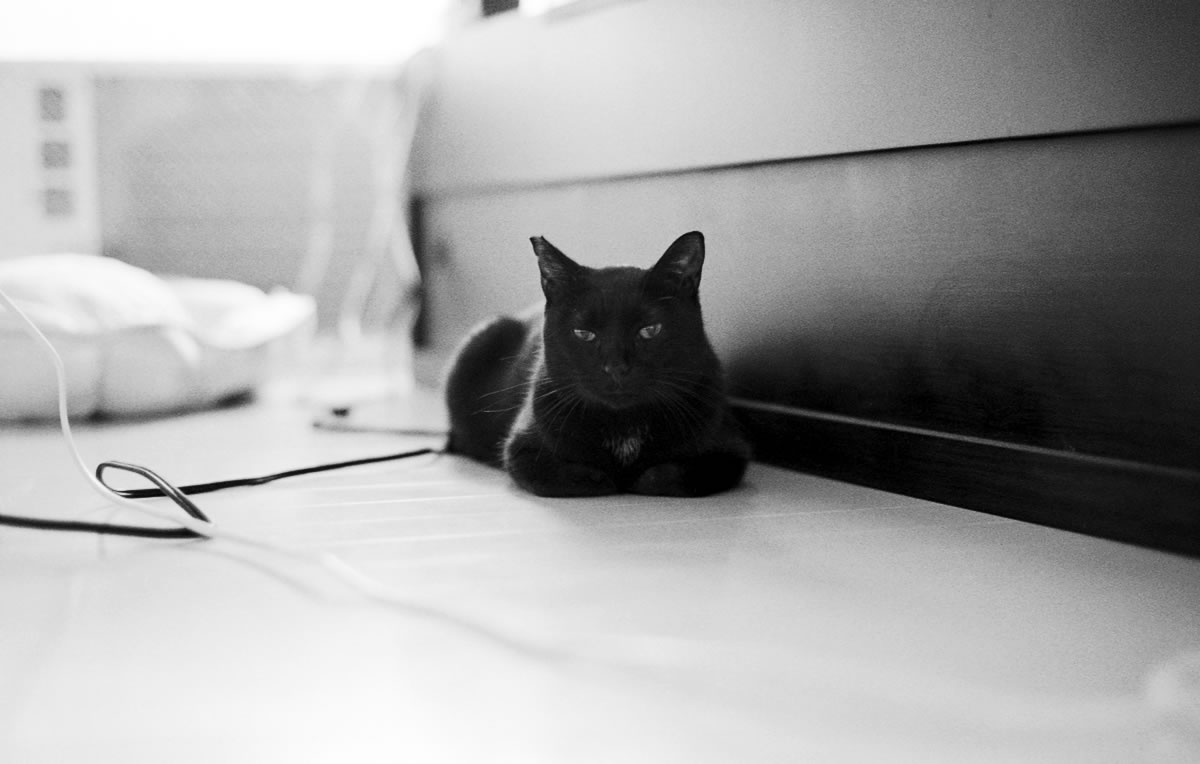 夏は1階や3階に逃げていた黒猫氏｜Leica M5 + C Sonnar T* 1.5/50 ZM + ILFORD HP5 PLUS