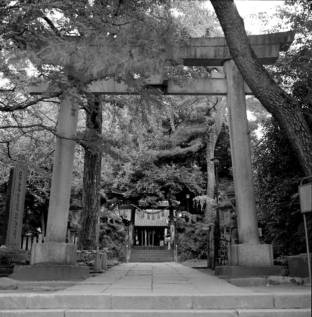 葉っぱなどの細かいところもしっかり描写するようになってきた｜ROLLEIFLEX 2.8F + ILFORD HP5 PLUS