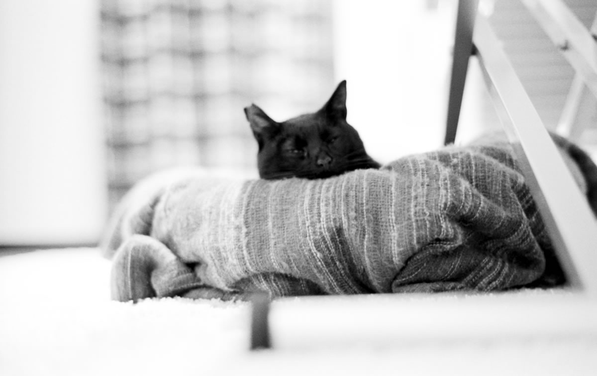 黒猫氏がそばにいてくれる冬は悪くない｜Leica M3 + C Sonnar T* 1.5/50 ZM + ILFORD HP5 PLUS