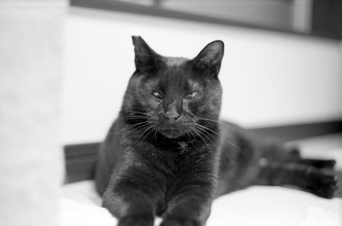 黒猫は実は苦労している｜Leica M3 + DR Summicron 1:2/50mm + ILFORD HP5 PLUS