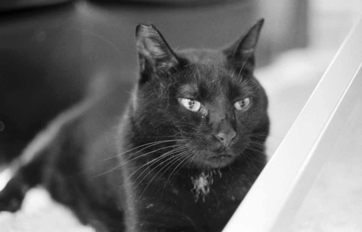 黒猫感謝の日に願う黒猫の幸せ｜Leica M3 + DR Summicron 1:2/50mm + ILFORD HP5 PLUS