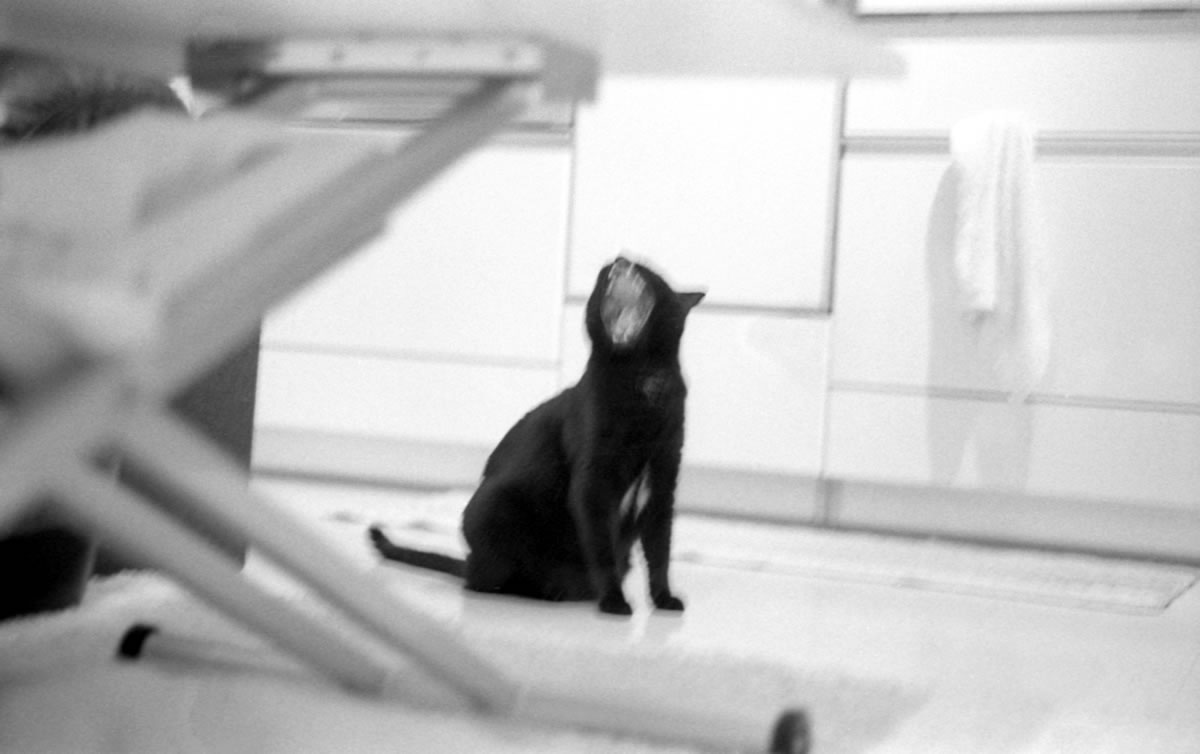 元気な黒猫氏を撮るのは難しい|Leica M3 + DR Summicron 1:2/50mm + ILFORD HP5 PLUS