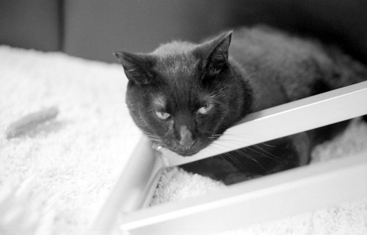 黒猫氏はいつもココにいます｜Leica M3 + DR Summicron 1:2/50mm + ILFORD HP5 PLUS