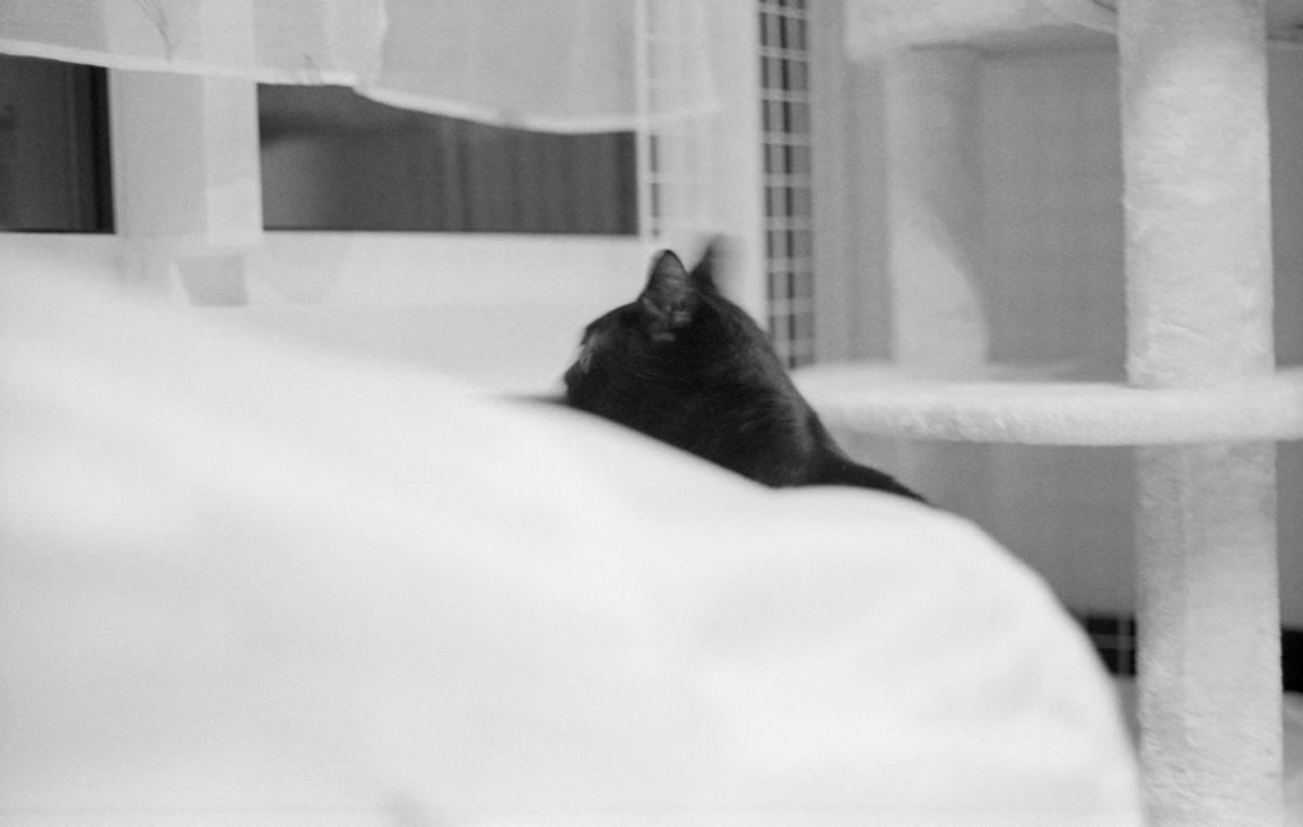 虫の音が気になる黒猫氏|Leica M3 + DR Summicron 1:2/50mm + ILFORD HP5 PLUS