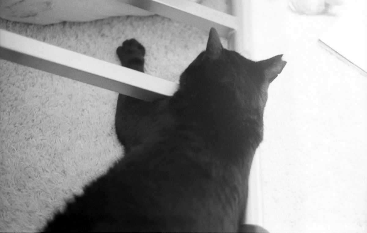 寝ている黒猫氏の写真が増えていく｜Leica M3 + DR Summicron 1:2/50mm + ILFORD HP5 PLUS