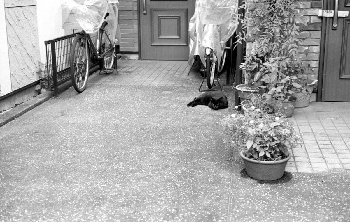 黒猫さんにご挨拶｜Leica M3 + DR Summicron 1:2/50mm + ILFORD HP5 PLUS