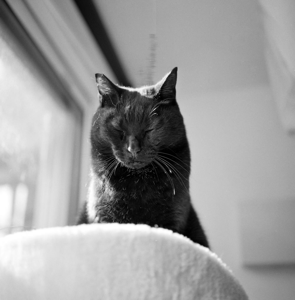 捕まえた人間はとにかく警戒するようになりました|ROLLEIFLEX 3.5F + Rolleinar 1 Bay II + Kentmere 400
